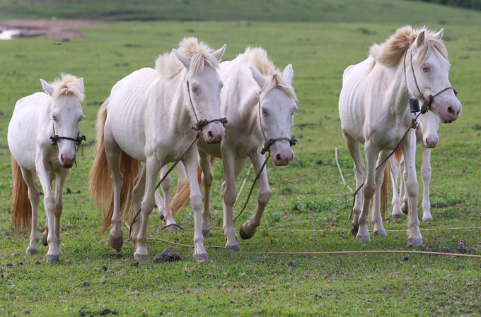 “Vương quốc ngựa bạch”, nơi chăn thả hơn 2.600 con ngựa, trong đó có khoảng 1.500 con ngựa bạch thuần chủng. (Nguồn ảnh: langson.tintuc.vn)